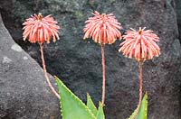 Aloe perfoliata - Mitre Aloe, Cape Town, South Africa