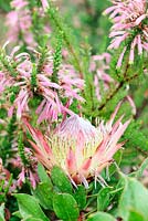 Protea cynaroides - King Protea and Water Heath - Erica curviflora, Cape Town, South Africa