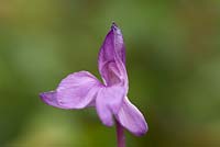 Roscoea cautleyoides 'Purple Giant'