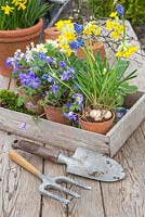 Spring display of Anemones, Primula veris and Muscari in a vintage trug