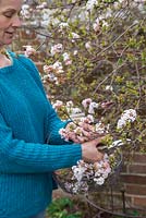 Woman cutting spring blossom of Viburnum x bodnantense