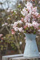 A galvanised jug of fresh cut Viburnum x bodnantense spring blossom