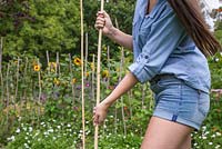 Start by staking your garden canes into the ground