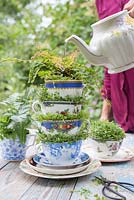 Watering with a tea pot, containers made from vintage tea cups planted with Baby's Tears