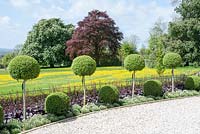 Curved border with Ligustrum delavayanum balls, underplanted with Heuchera 'Silver Scrolls' and Armeria maritima 'Alba' - Sea Thrift