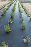 Cystus planted through a membrane on an embankment, Chateau du Rivau, Loire Valley, France