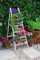 Flower pots displayed on old, painted timber ladder - Just Retirement Garden, Hampton Court Palace Flower show 2015
