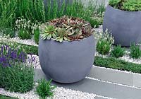 Grey containers planted with succulents - Living Landscapes: Healing Urban Garden, RHS Hampton Court Palace Flower Show 2015