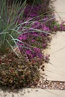 Thymus coccineus and Helictotrichon sempervirens bordering pathway. Jacksons Fencing: Secret Garden Party. RHS Hampton Court Flower Show 2015. 