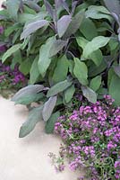 Thymus serpyllum and Salvia officinalis purpurea bordering white stone path. The Wellbeing of Women Garden. RHS Hampton Court Flower Show 2015. Sponsors: Tattersall Landscapes, London Stone, Jacksons Fencing, Hedgeworx, Tactile Studios.