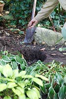 Transform a border. Woman adds horn shavings to the planting hole - Welsch Garden, Berlin, Germany