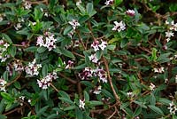 Daphne tangutica shrub in flower