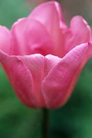 Tulipa 'Mistress' 