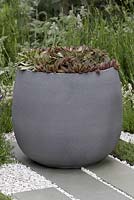 Living Landscapes: Healing Urban Garden - stone and gravel patio with concrete container planted with Sempervivum 'Thunder cloud' - Designer Rae Wilkinson - Sponsor Living Landscapes - RHS Hampton Court Flower Show 2015 - awarded Silver gilt