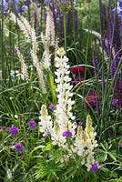 The Wellbeing of Women Garden. Flowerbed with white Lupinus, Verbena and Pennisetum orientalis. Designers: Wendy von Buren, Claire Moreno, Amy Robertson, Sponsor: Tattersall Landscapes, London Stone, Jacksons Fencing, Hedgeworx, Tactile Studios