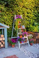Just Retirement: A Garden For Every Retiree, view of painted old ladder used as shelves with violas, pelargonium, campanula and Sempervivum in flower pots. Designer: Tracy Foster Sponsor: Just Retirement Ltd
