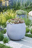 Sempervivum in modern grey concrete pot on stone paving slabs. H U G: Healing Urban Garden. Designer: Rae Wilkinson. Sponsor: Living Landscapes
