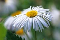 Erigeron 'Sommerneuschnee'