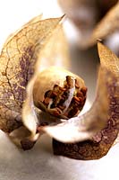 Nicandra physalodes seedhead