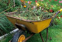 Wheelbarrow containing garden waste