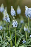 Muscari 'Cupido'