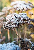 Sedum spectabile seedheads covered with frost.