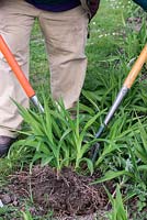 In Spring, Mark Zenick, daylily specialist, propagates daylilies by division. Step 2: using two forks, prise sections away, ensuring there is always foliage attached to rhizome root.