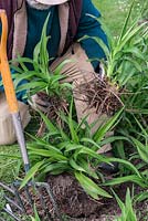 In Spring, Mark Zenick, daylily specialist, propagates daylilies by division. Step 3: two sections of the original clump, each with foliage attached to rhizome root, are ready to replant.