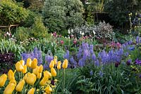 Spring border with ground cover of pink pimpinella and bergenia and heuchera. Blue Camassia leitchlinii. Yellow Tulipa 'Mrs. John T. Scheepers'. Far border, tulips 'White Triumphator' and pink 'China Pink' and 'Claudia'.