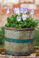 Billy can planted with Viola 'Fiona'.