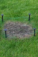 Restoring a damaged lawn step by step - Stake netting over the newly seeded area to project.