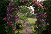 Rosa 'Madame Isaac Periere' climbing over arch