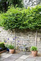 Carpinus betulus - Pleached hornbeams, screen a terraced dining area from adjoining houses thus creating a sense of privacy. At the base of their trunks are pots of agapanthus.