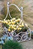 In galvanised pots, Crocus 'Cream Beauty', a winter flowering bulb in February. To left in bed, Iris reticulata 'Katharine Hodgkin'.