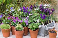 A wooden box planted with bulbs - Anemone blanda 'White Splendour', windflower, Crocus 'Ruby Giant', Ipheion uniflorum and Iris reticulata 'Pixie'. Small pots of alpines, Viola 'Sorbet Lilac Ice', periwinkle and Chionodoxa forbesii 'Pink Giant'.