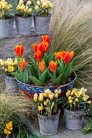 Set against winter backdrop of Stipa tenuissima, painted bucket planted with Tulipa 'Early Harvest' and pots of Crocus 'Cream Beauty', flowering in February and March.
