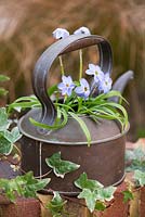 Planted in an old copper kettle, Ipheion 'Rolf Fiedler', spring starflower, a spring flowering bulb with leaves that, crushed, smell of onions.