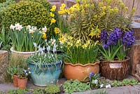 Spring containers with Narcissus 'Reggiae' Muscari 'Cupido' Narcissus 'Hawera' and Hyacinthus 'Peter Stuyvesant'.
