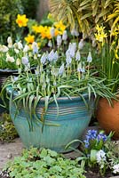 A glazed container with Muscari 'Cupido'.