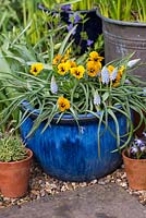 A spring container planted with Muscari 'Cupido' and yellow Violas.