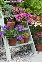 Old wooden painted step ladder used to display pots of campanula, diascia and houseleeks. Hampton Court Flower Show 2015