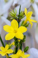 Long lasting winter cut flowers. Winter jasmine, yellow Jasminum nudiflorum.