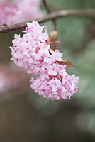 Viburnum x bodnantense 'Charles Lamont': March, early Spring.