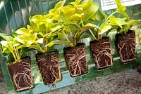 Fuchsia plug plants in plastic packaging - April 