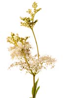 Filipendula ulmaria - Meadowsweet