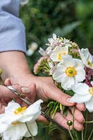 Pink and white posie step by step in September. Picking Japanese anemone, Anemone hupehensis.