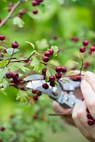 Hips and berries posie step by step in November. Picking hawthorn berries from the hedgerows.