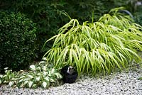 Hakonechloa macra 'All Gold' in gravel amongst Buxus sempervirens and Hosta 'Fire and Ice' with glossy black ball 