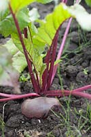 Beetroot 'Egyptian Flat Round'