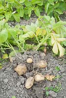 Solanum tuberosum 'Frieslander' freshly dug from clay soil.